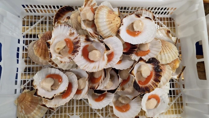 eviscerado de pescado